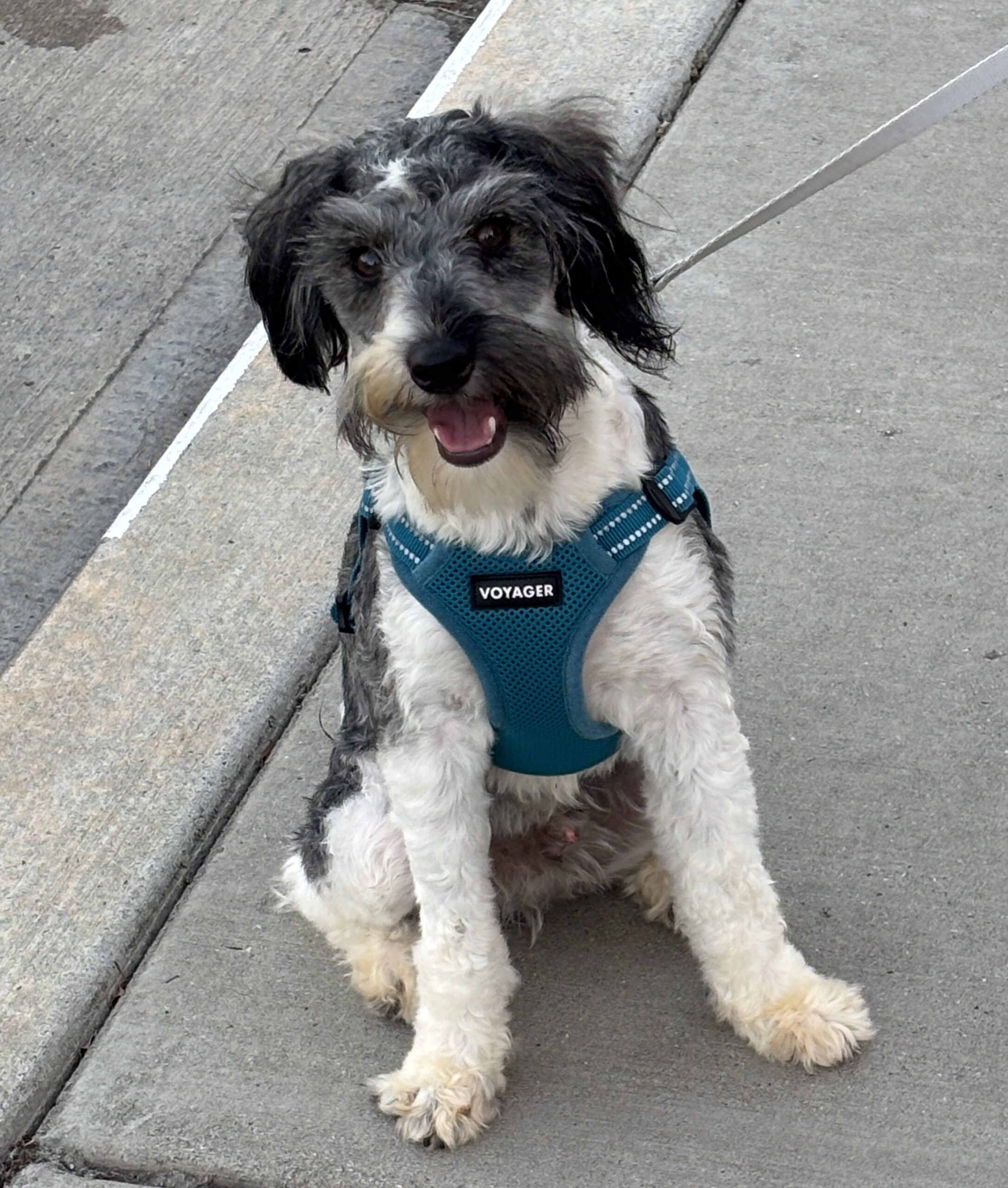 MAX – Miniature Schnauzer $1800