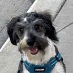 MAX – Miniature Schnauzer $1800