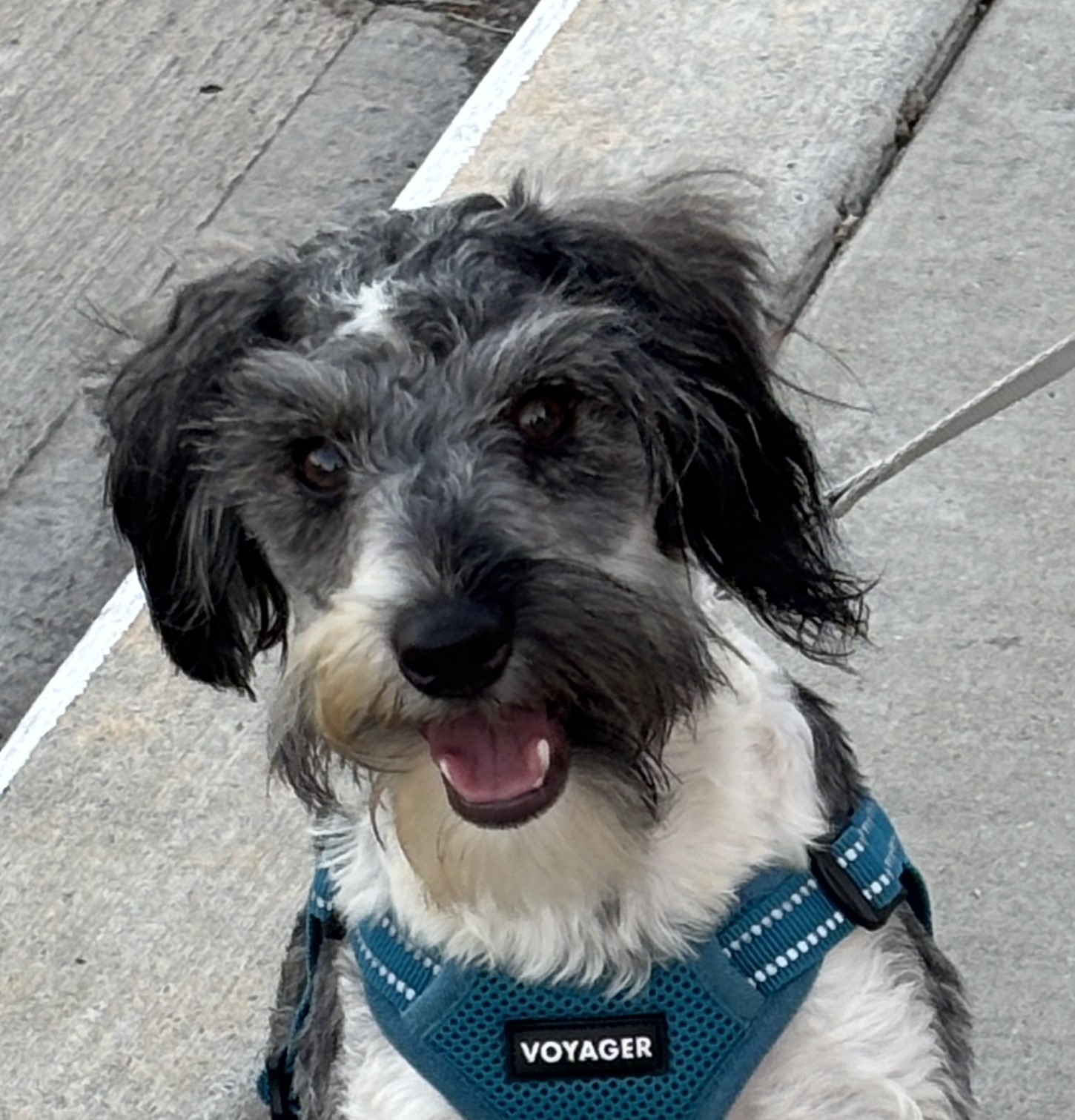 MAX – Miniature Schnauzer $1800