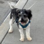 MAX – Miniature Schnauzer $1800