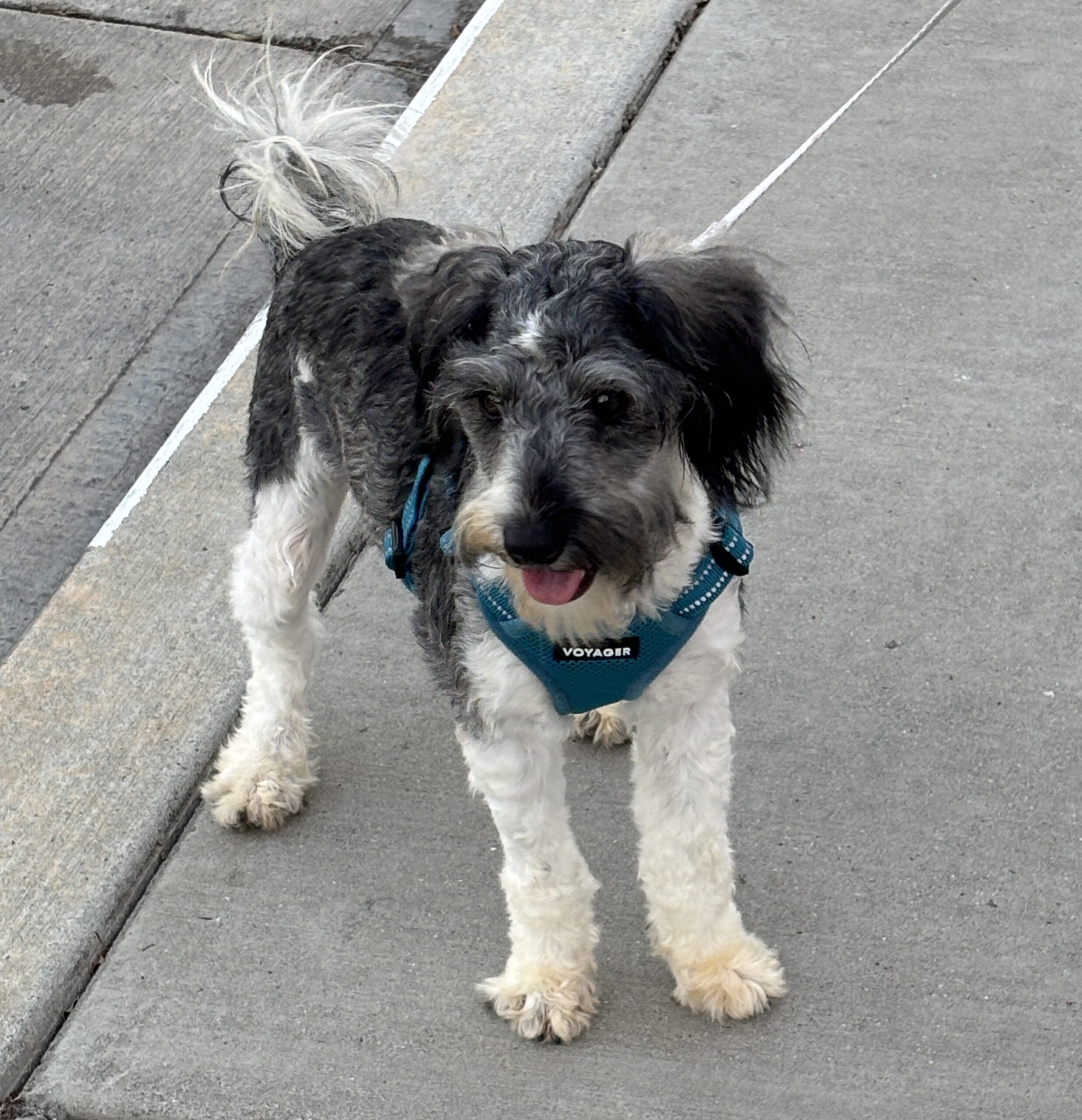 MAX – Miniature Schnauzer $1800