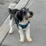 MAX – Miniature Schnauzer $1800