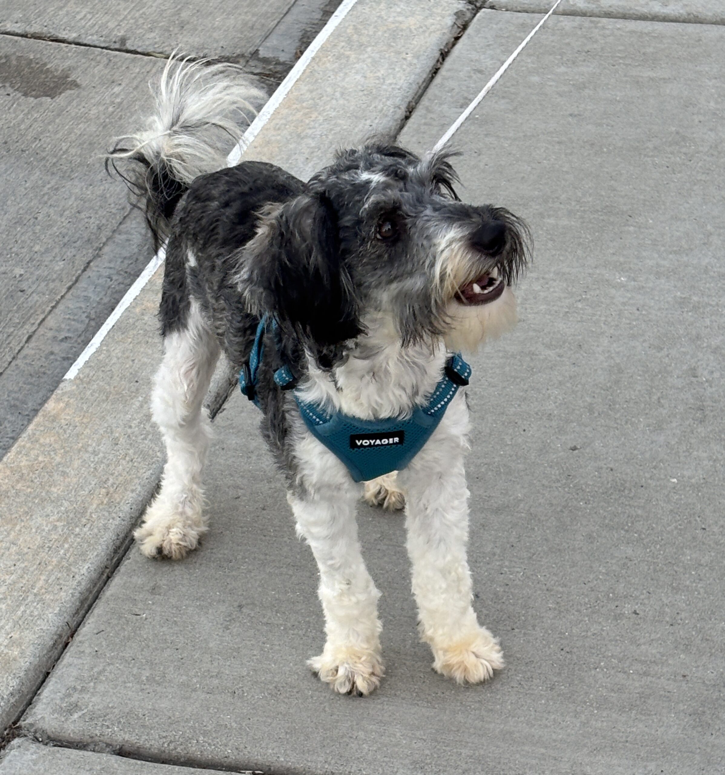 MAX – Miniature Schnauzer $1800
