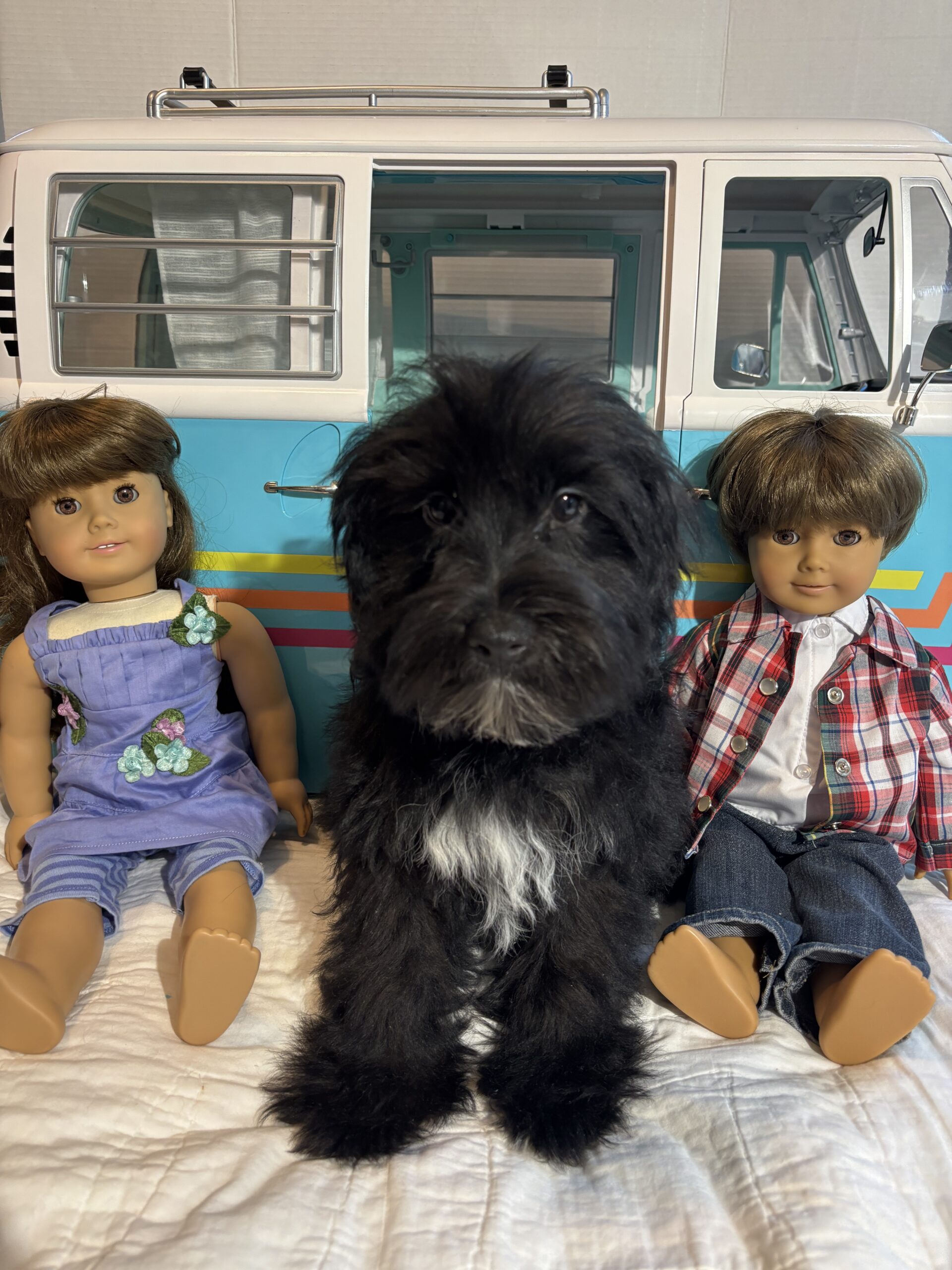 Murphy – Miniature Schnauzer $1500