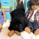 Murphy – Miniature Schnauzer $1500