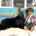 Murphy – Miniature Schnauzer $1500