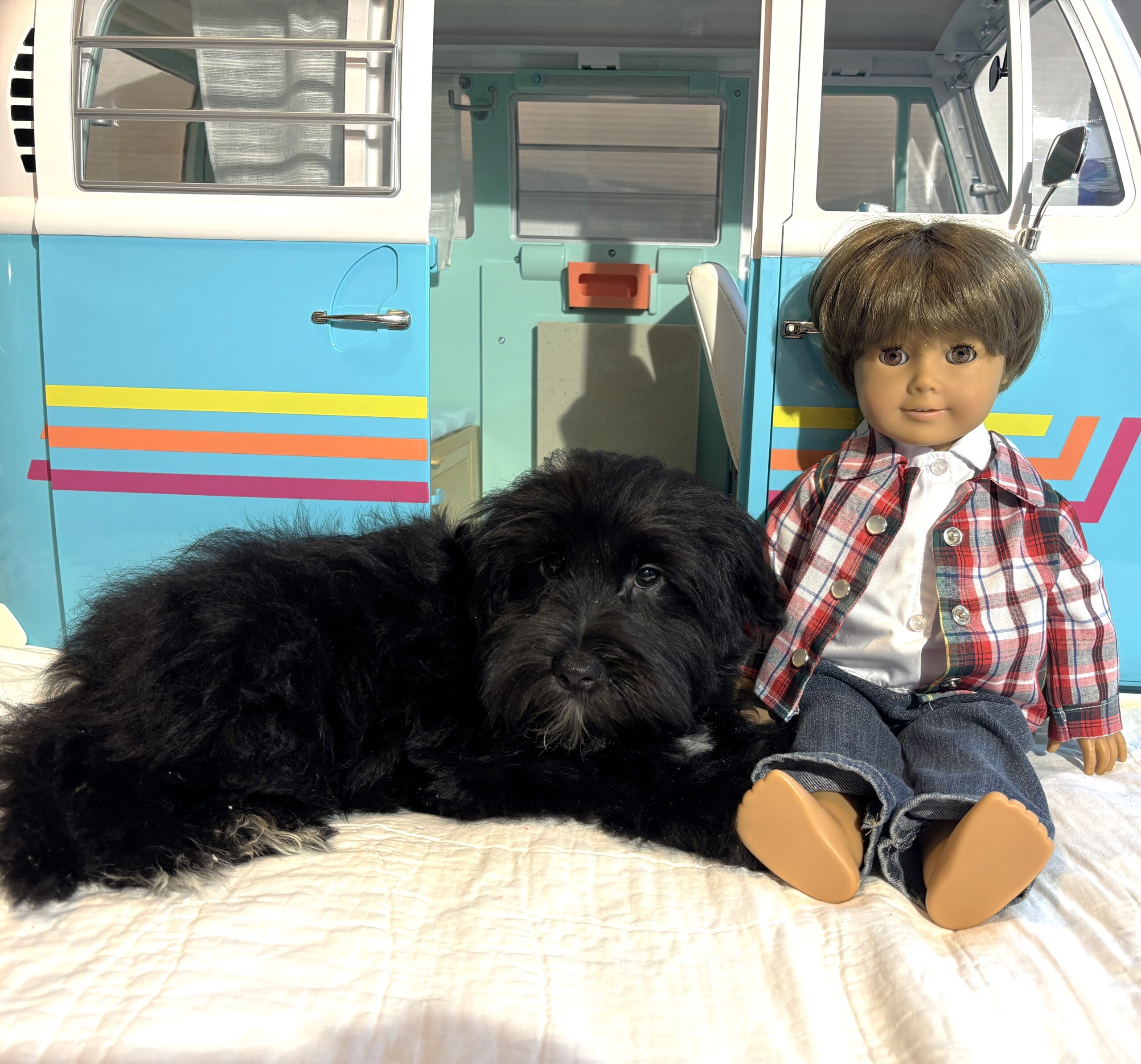 Murphy – Miniature Schnauzer $1500