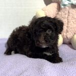 Violet – Miniature Schnoodle $2400