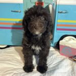 Violet – Miniature Schnoodle $2400