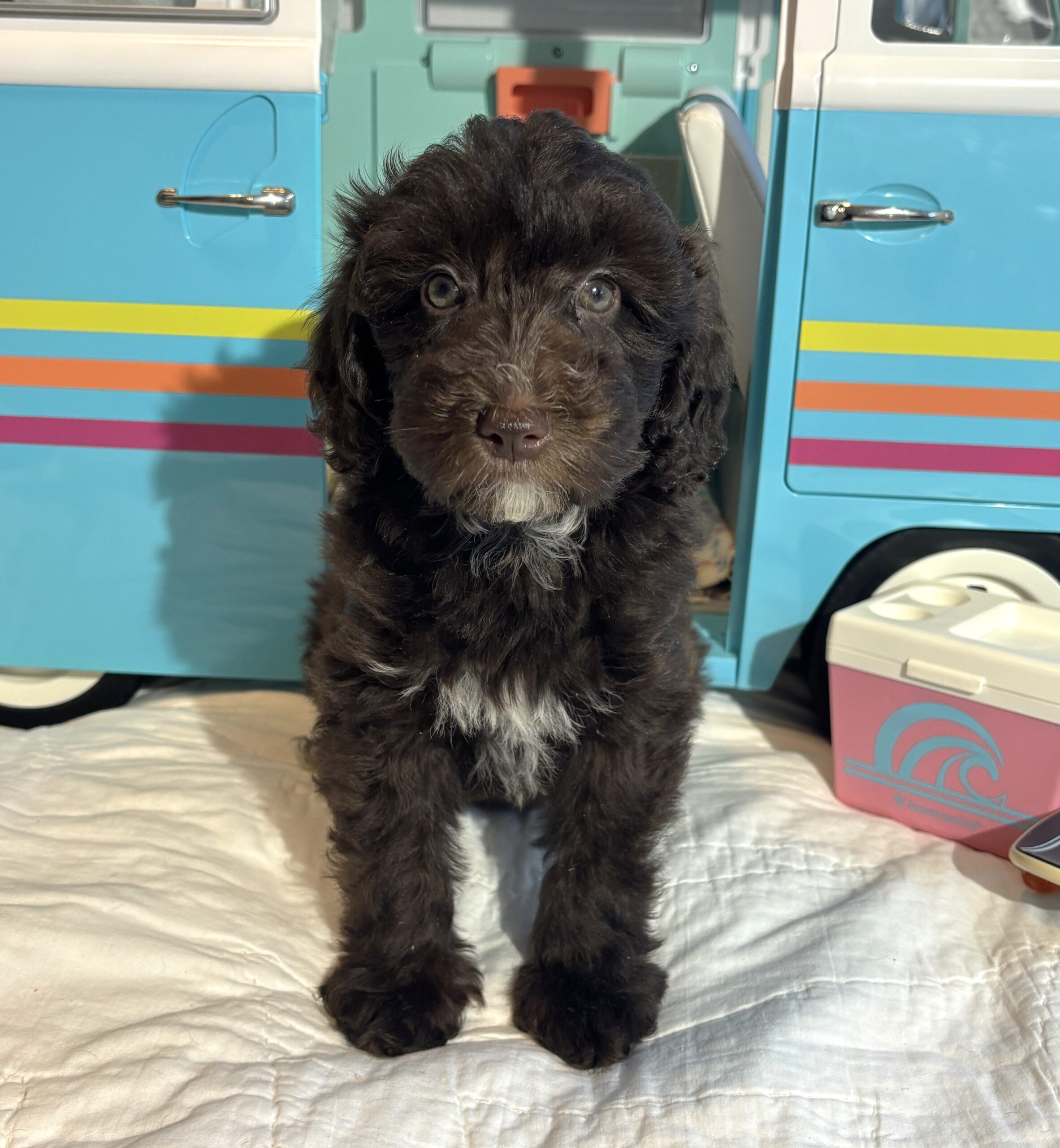 Violet – Miniature Schnoodle $2400