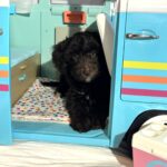 Violet – Miniature Schnoodle $2400