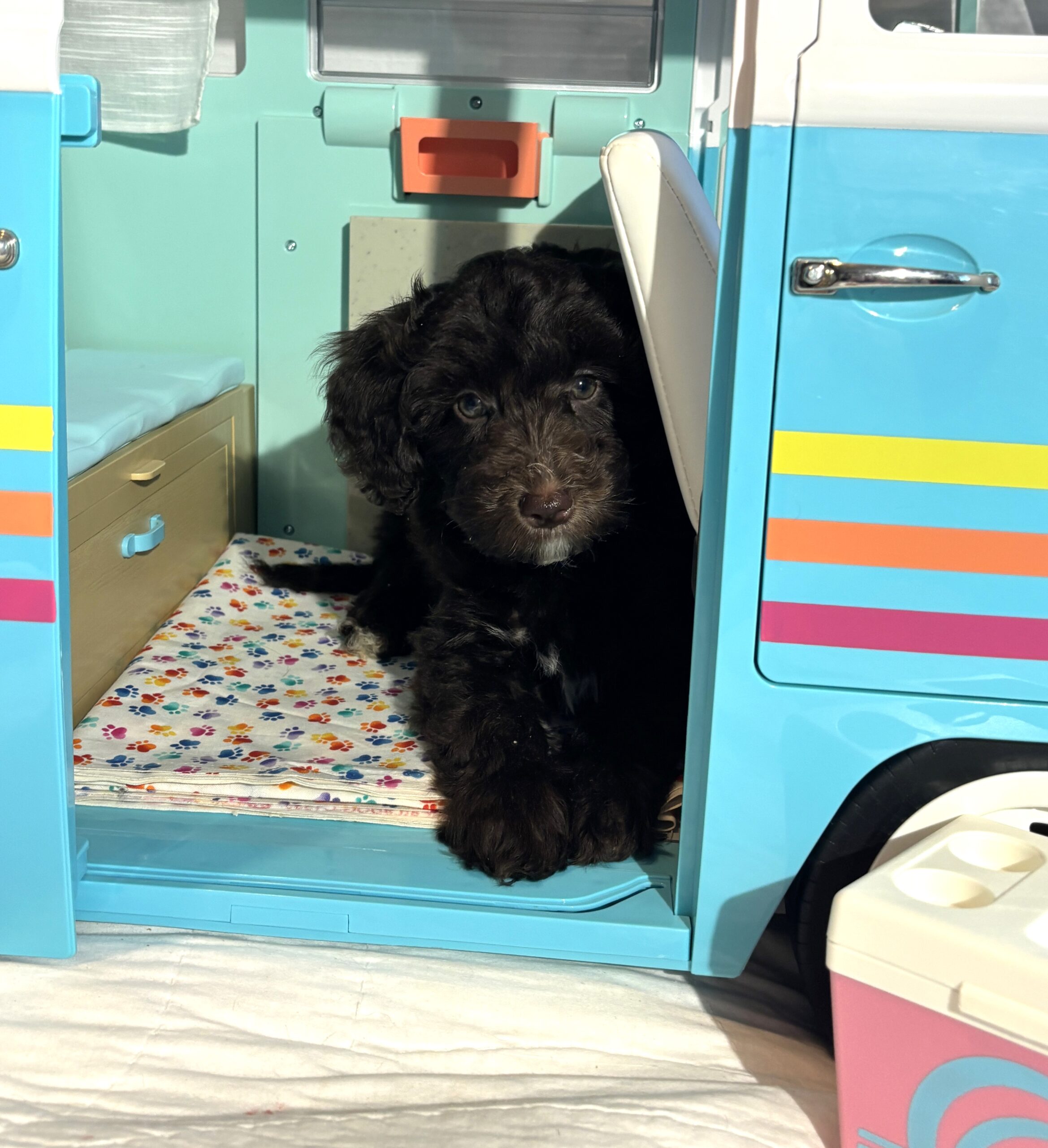 Violet – Miniature Schnoodle $2400
