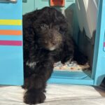 Violet – Miniature Schnoodle $2400