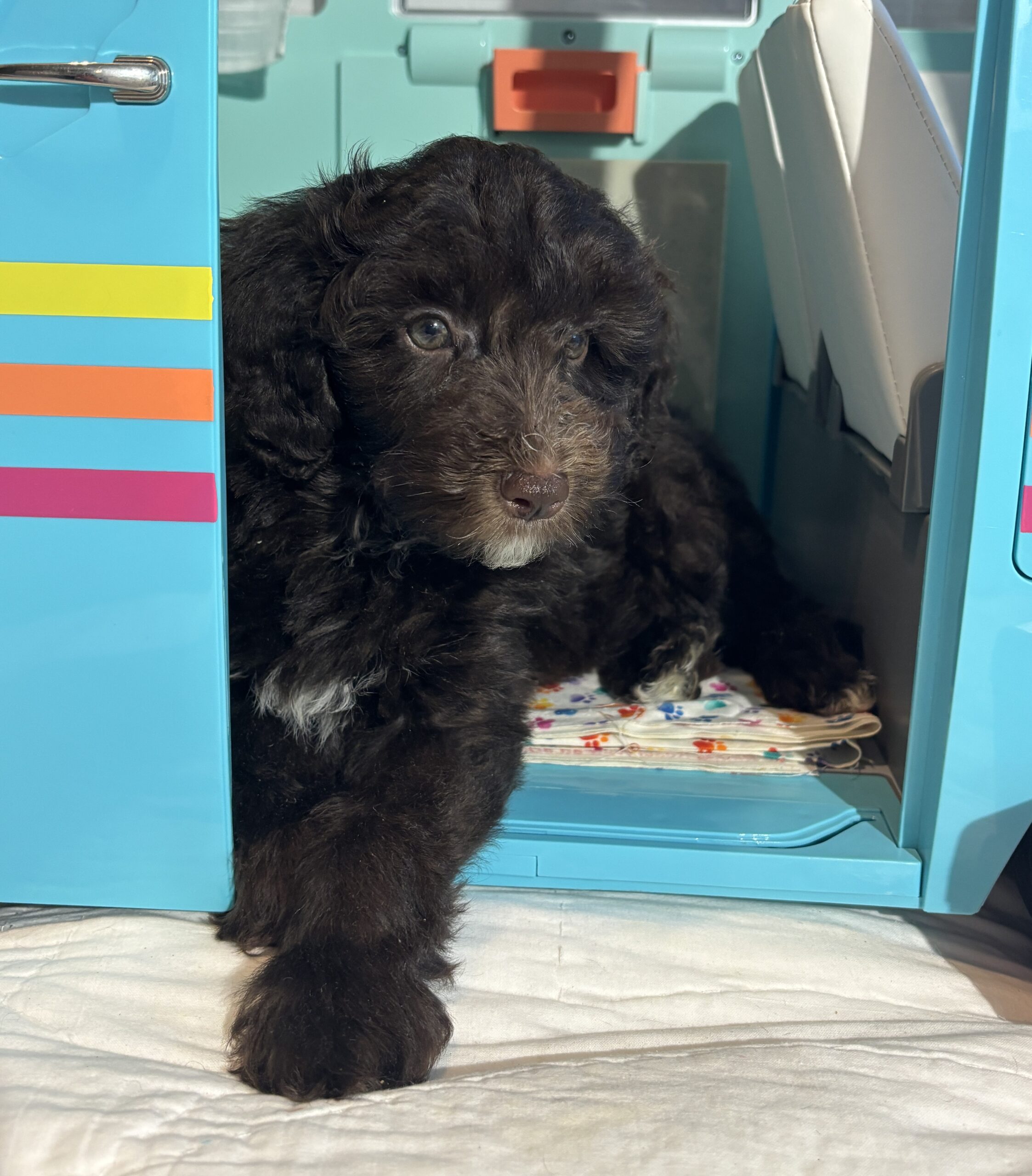 Violet – Miniature Schnoodle $2400