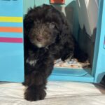 Violet – Miniature Schnoodle $2400