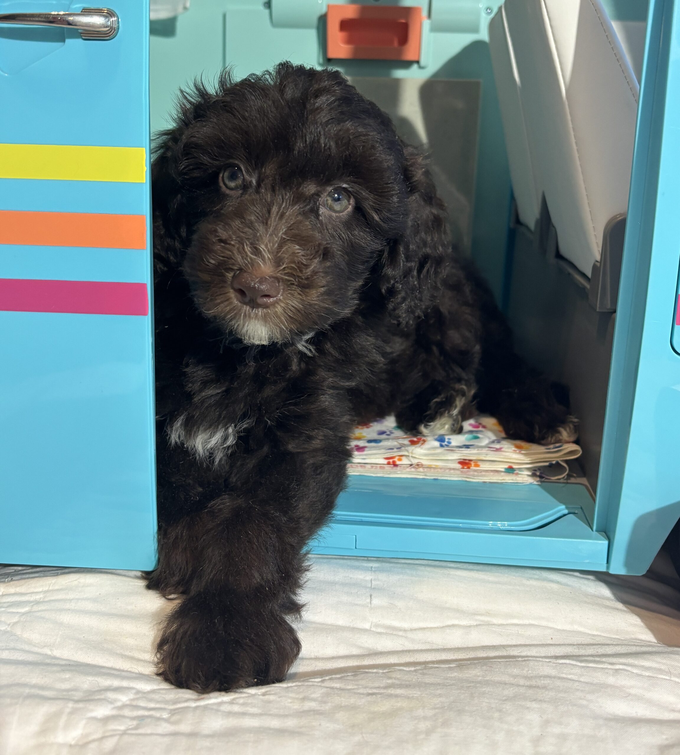 Violet – Miniature Schnoodle $2400