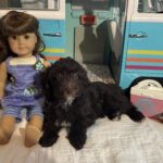 Violet – Miniature Schnoodle $2400