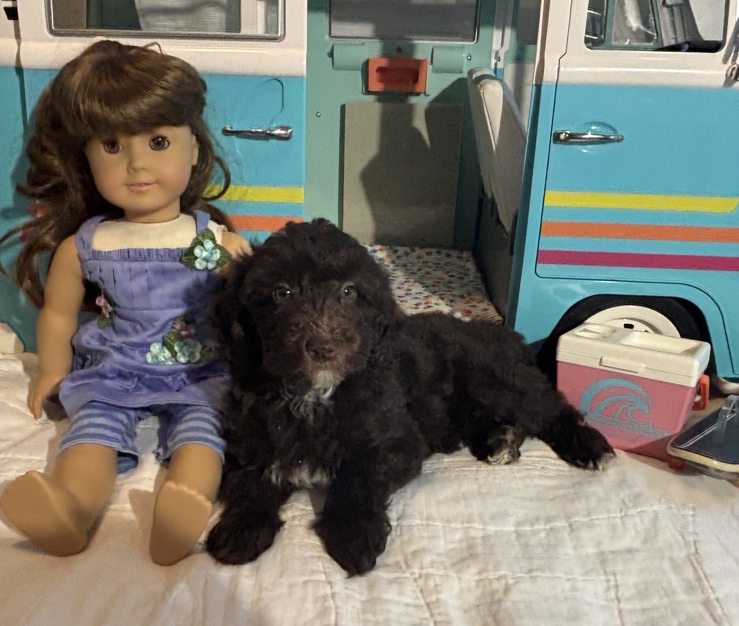 Violet – Miniature Schnoodle $2400