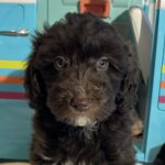 Violet – Miniature Schnoodle $2400