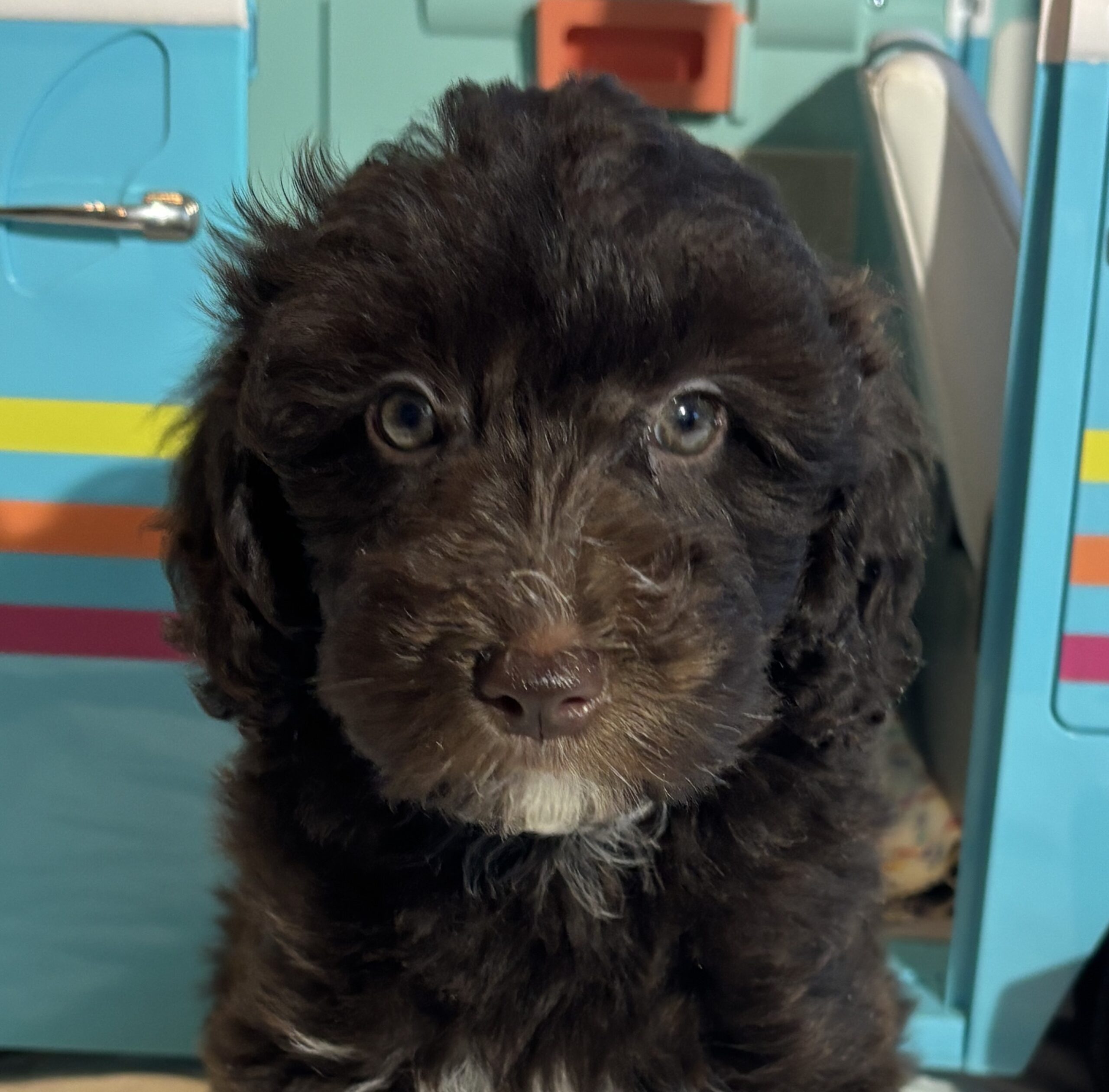 Violet – Miniature Schnoodle $2400