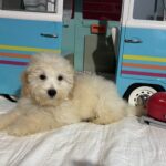 Peter – Miniature Schnoodle $2200
