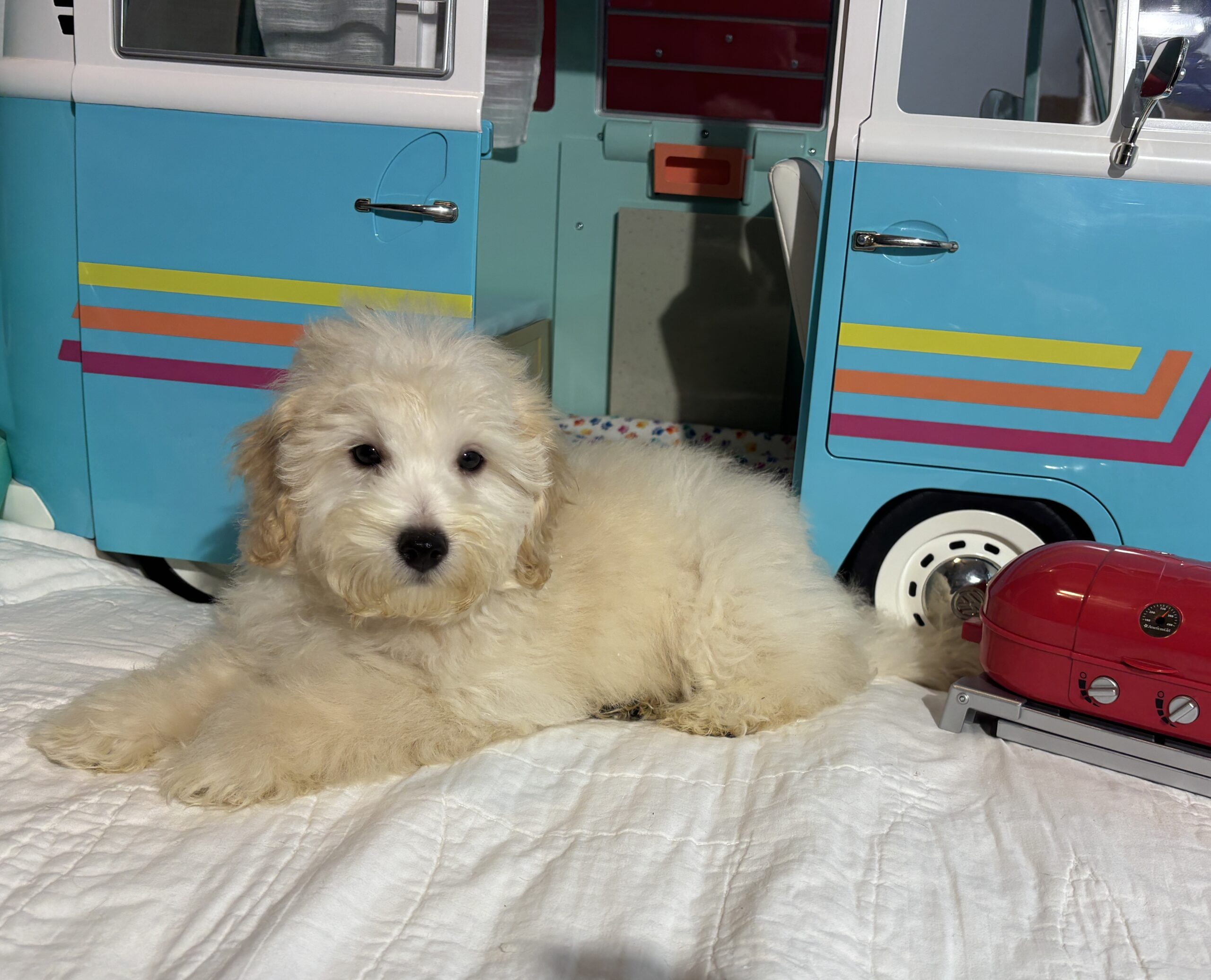 Peter – Miniature Schnoodle $2200