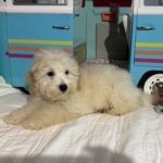 Peter – Miniature Schnoodle $2200