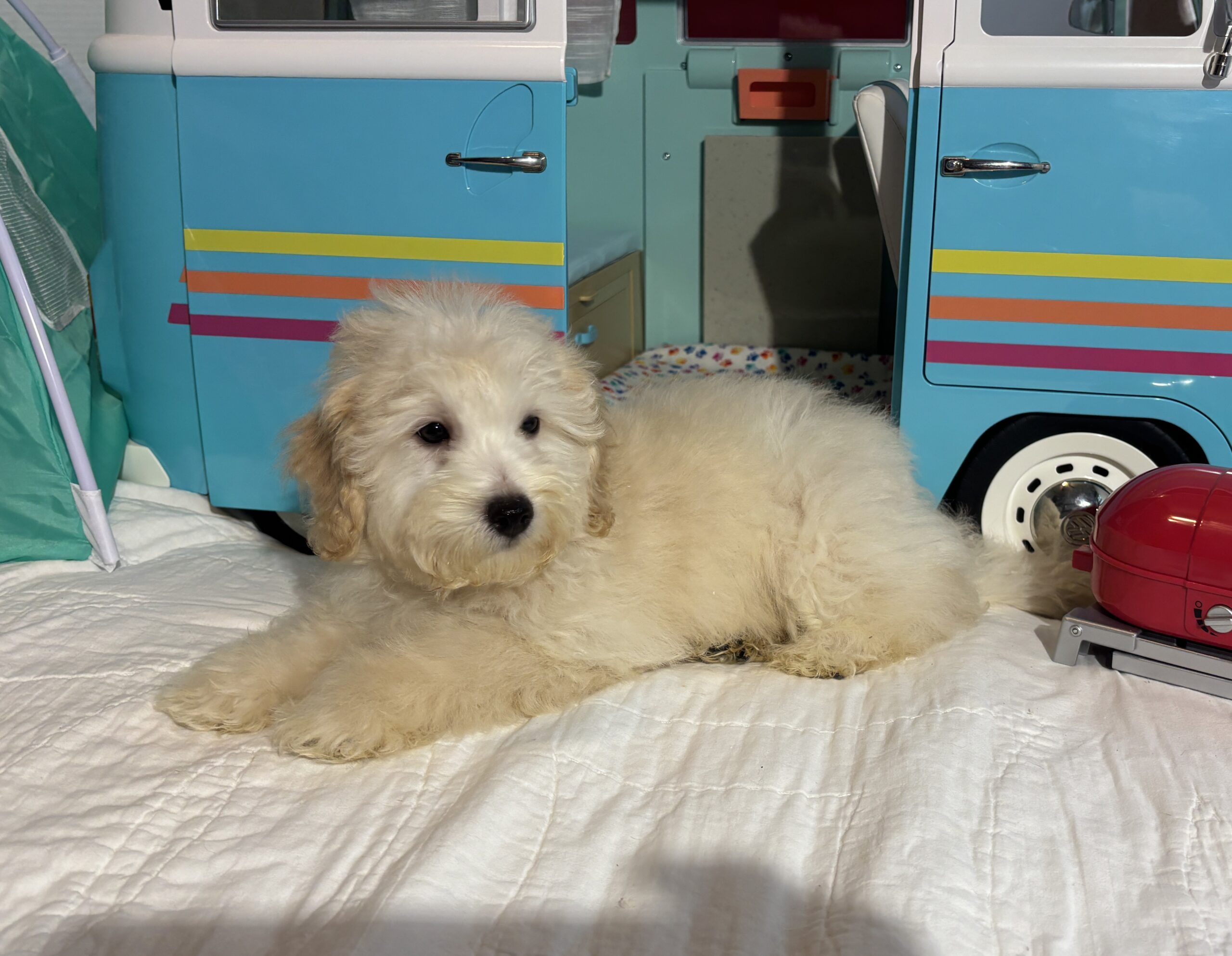 Peter – Miniature Schnoodle $2200