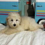 Peter – Miniature Schnoodle $2200