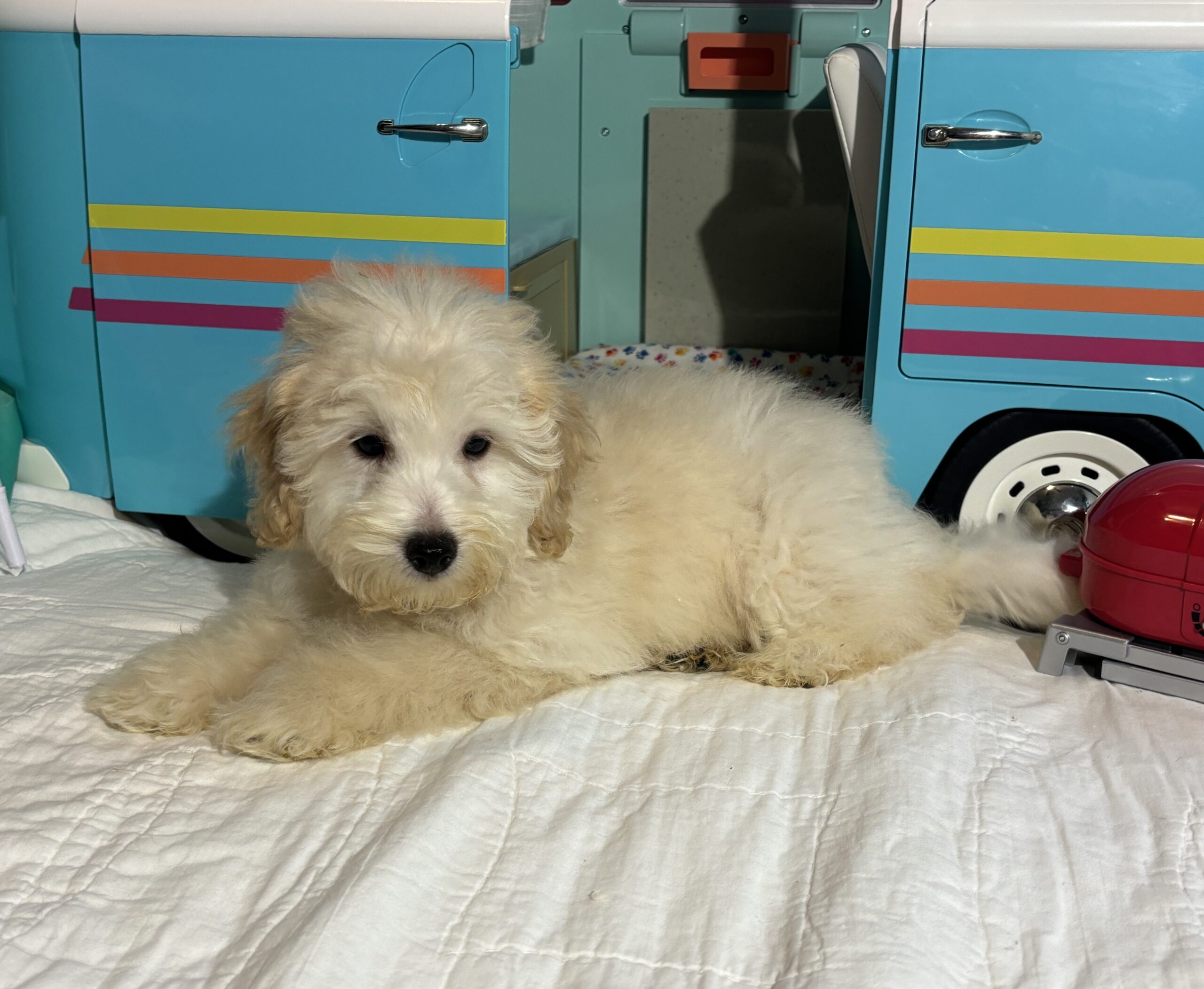Peter – Miniature Schnoodle $2200