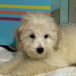 Peter – Miniature Schnoodle $2200
