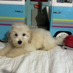 Peter – Miniature Schnoodle $2200