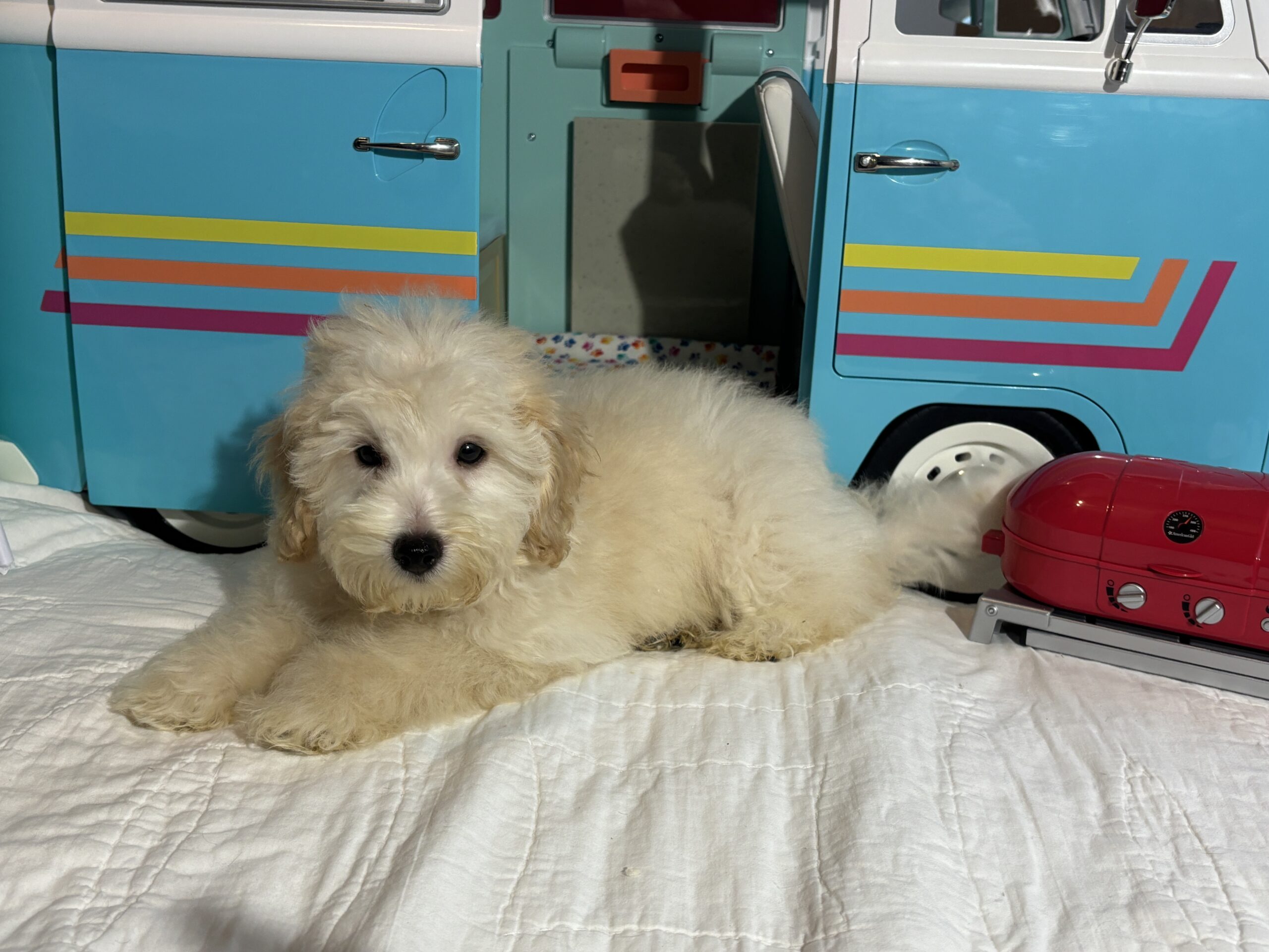 Peter – Miniature Schnoodle $2200