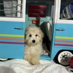 Peter – Miniature Schnoodle $2200