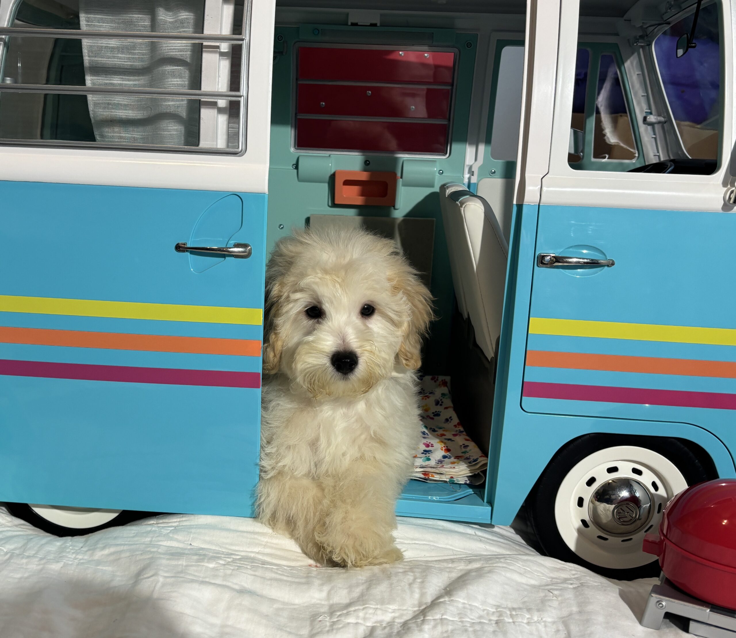 Peter – Miniature Schnoodle $2200