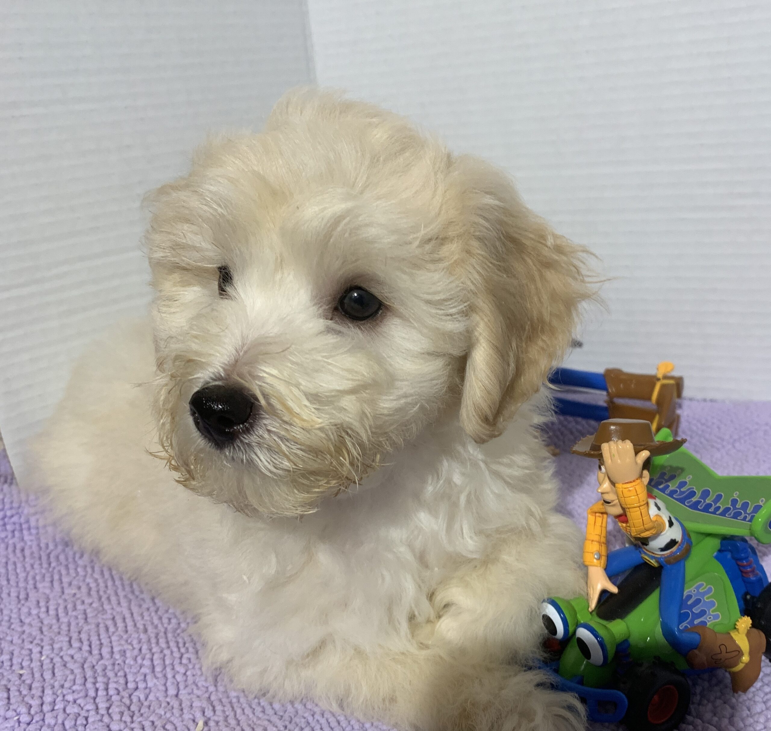 Peter – Miniature Schnoodle $2200