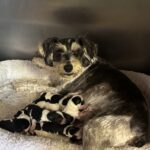 Emma’s Schnoodles  – $2500