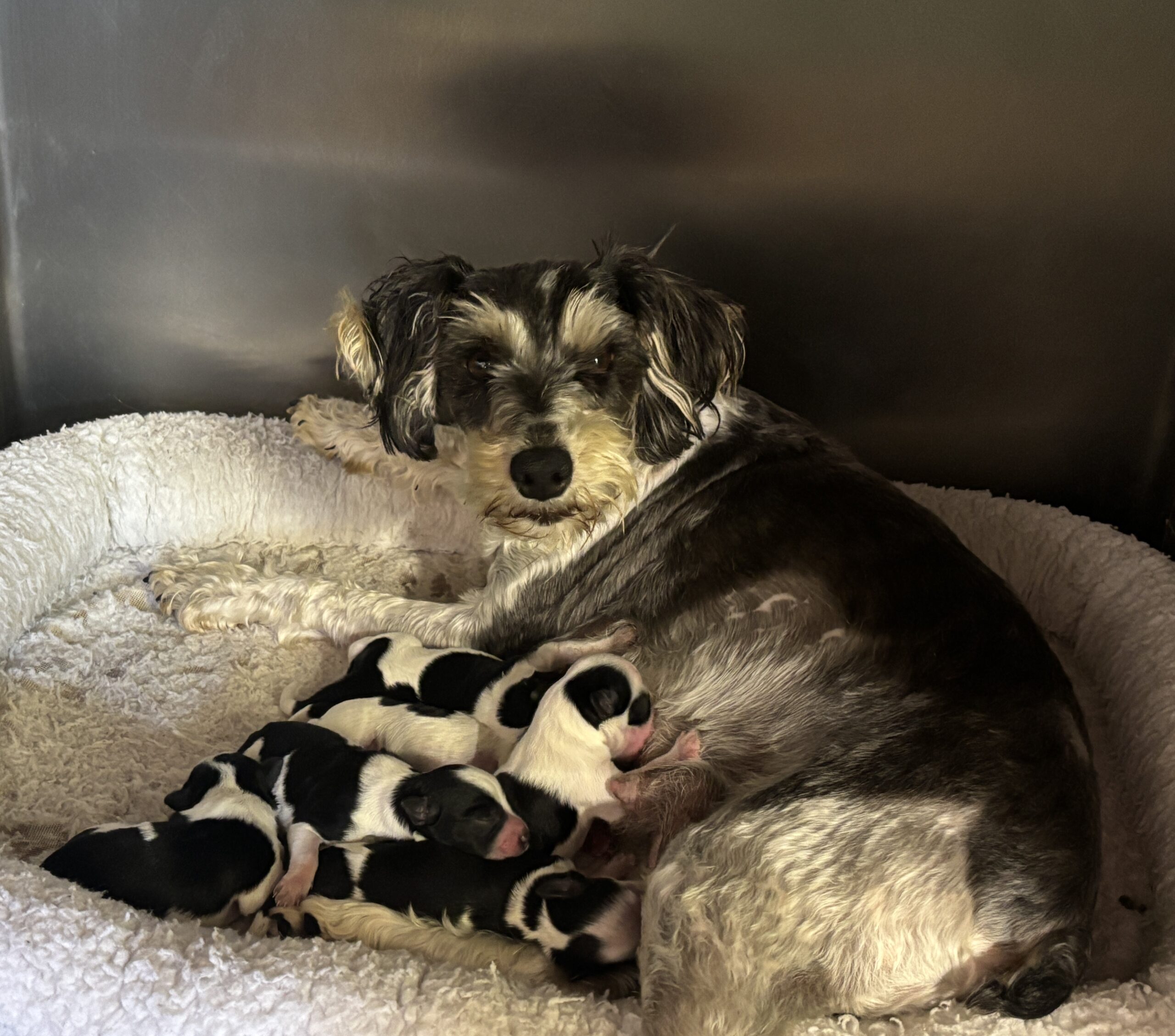 Emma’s Schnoodles  – $2500