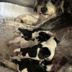 Emma’s Schnoodles  – $2500
