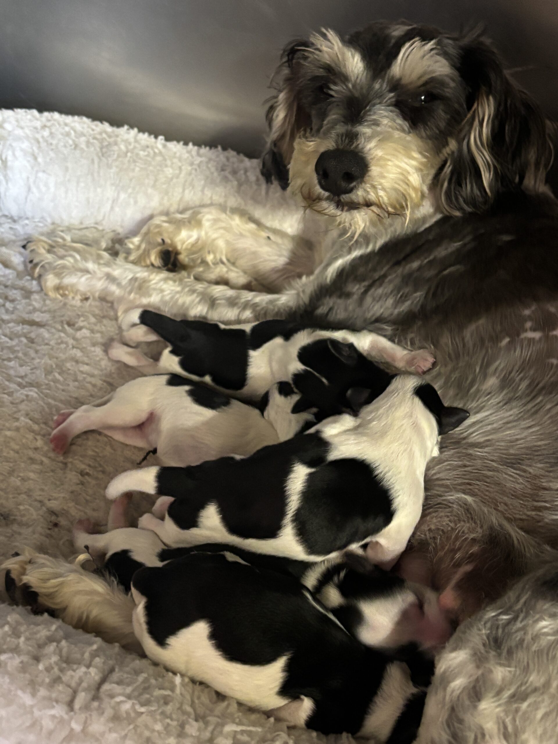 Emma’s Schnoodles – $2500