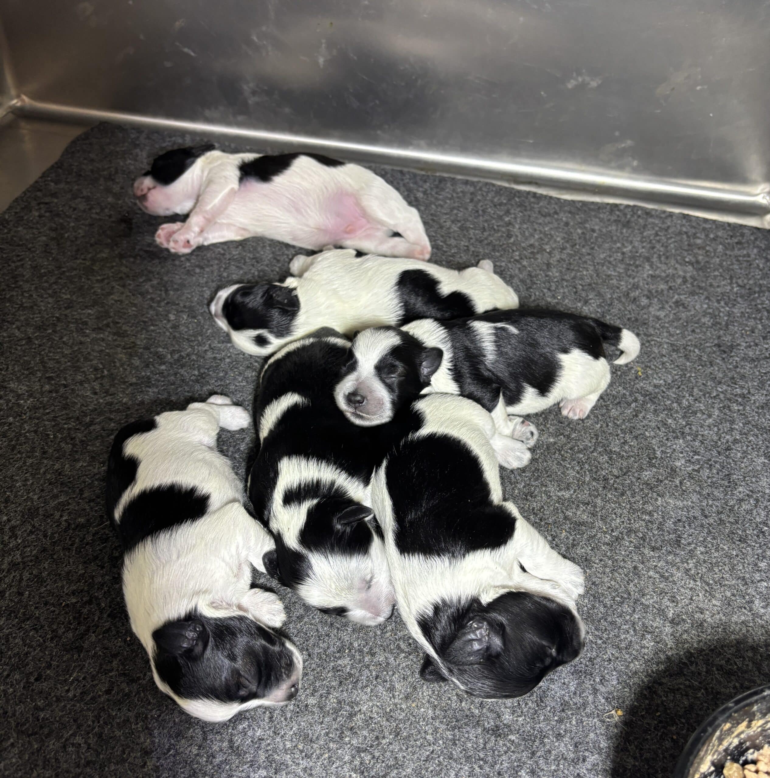 Emma’s Schnoodles  – $2700