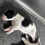 Emma’s Schnoodles  – $2700
