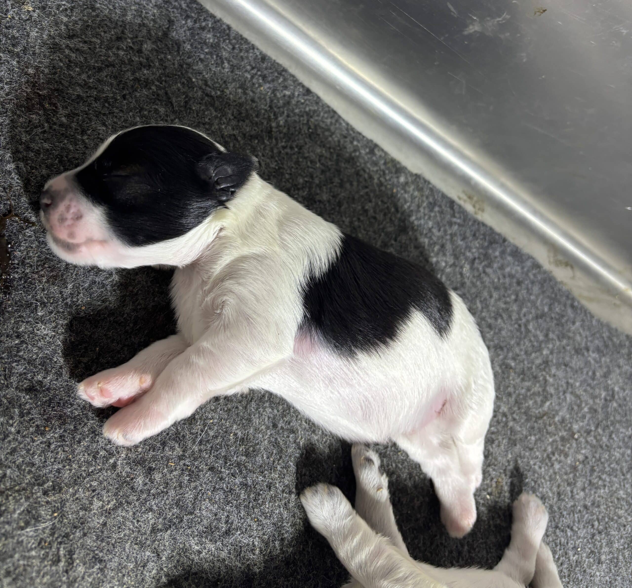 Emma’s Schnoodles  – $2700