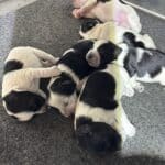 Emma’s Schnoodles  – $2700