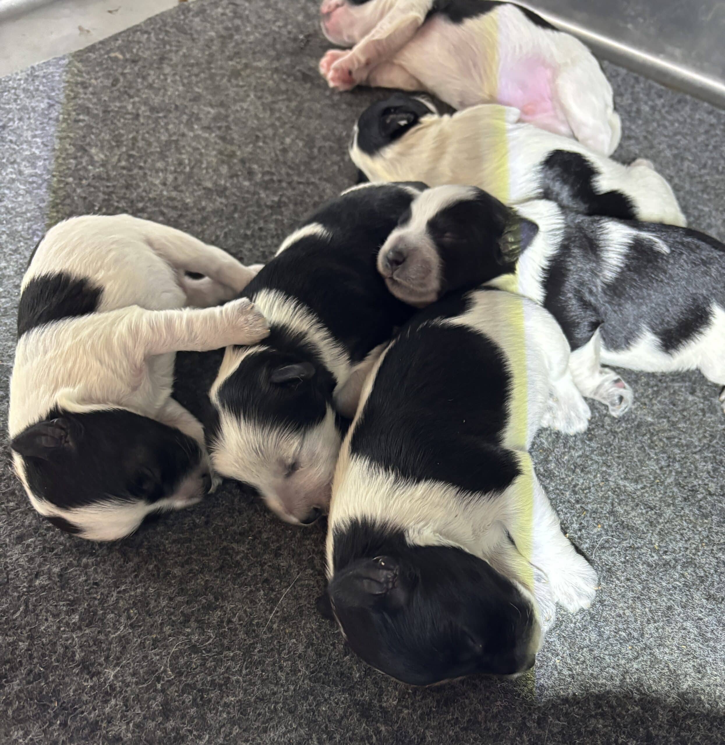 Emma’s Schnoodles  – $2700