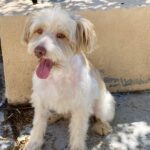 Levi – ADULT Miniature Schnauzer $1000