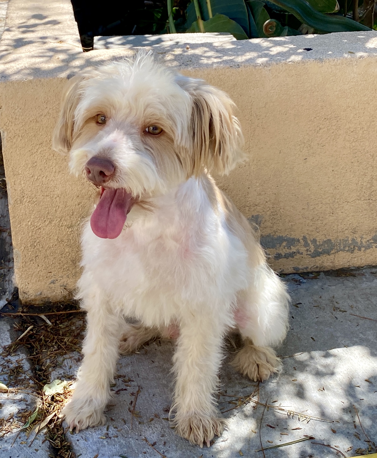 Levi – ADULT Miniature Schnauzer $1000