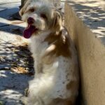 Levi – ADULT Miniature Schnauzer $1000