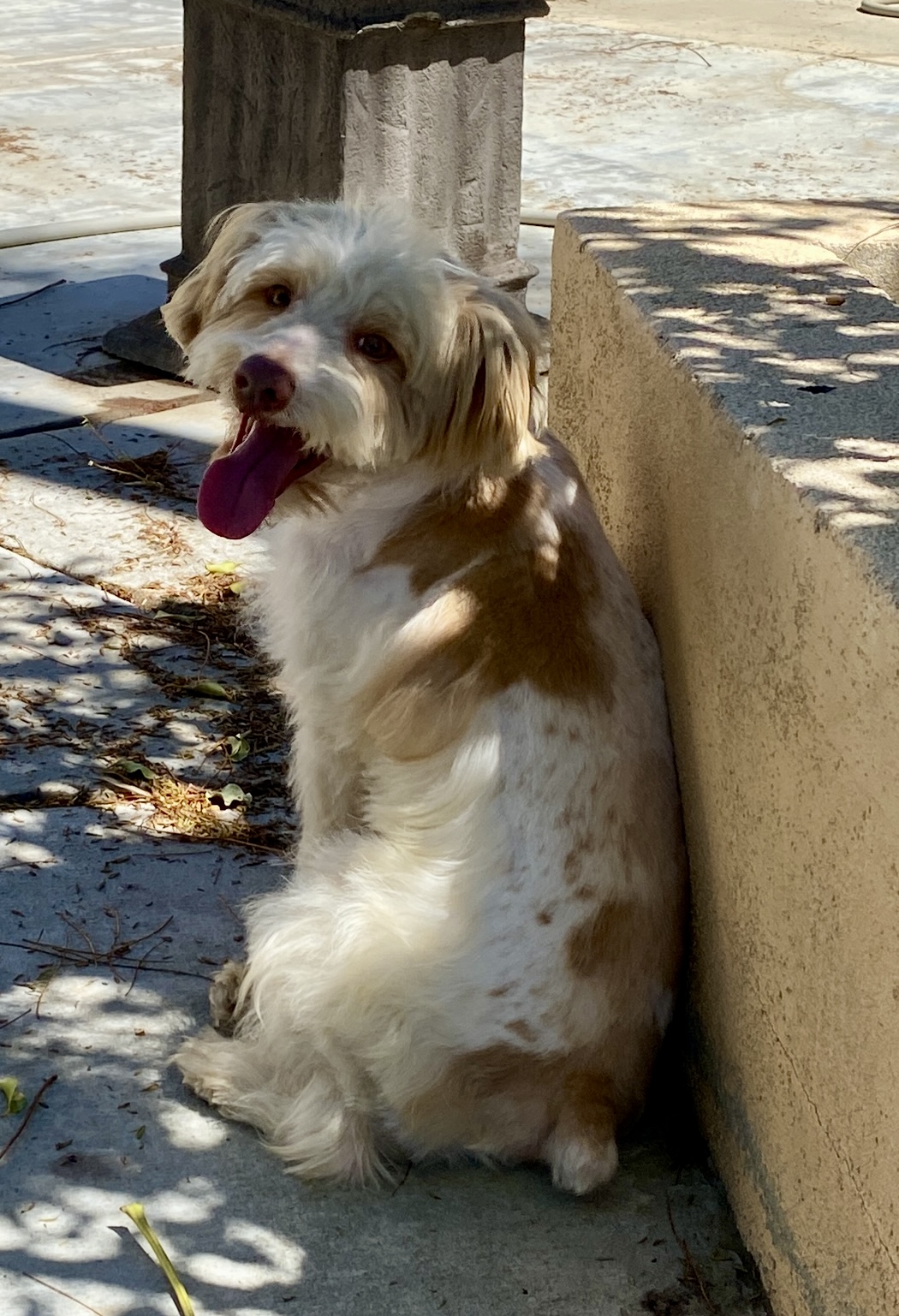 Levi – ADULT Miniature Schnauzer $1000