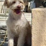 Levi – ADULT Miniature Schnauzer $1000
